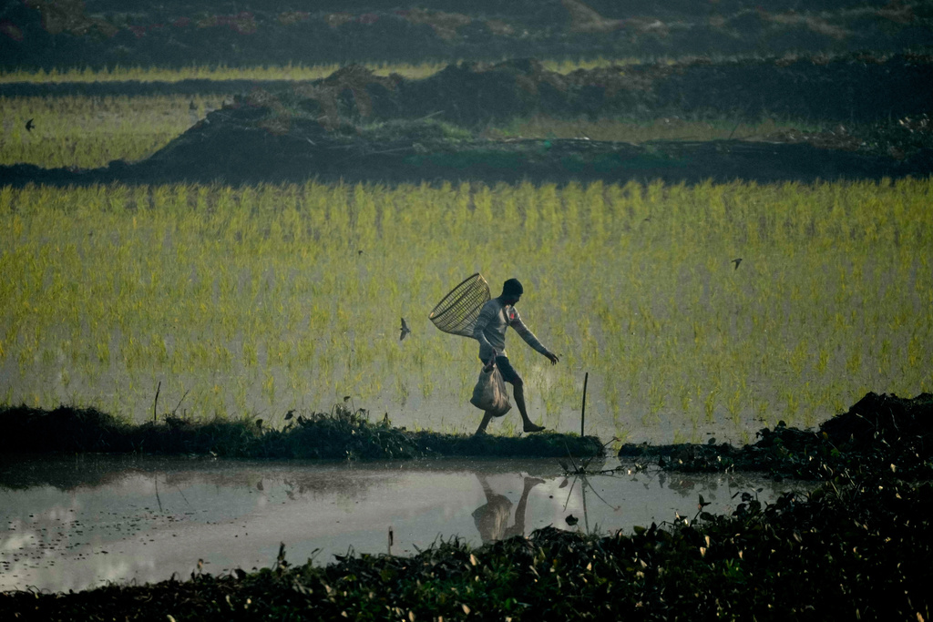 A villager with a fishing tool comes to participate in a community fishing as part of Bhogali Bihu celebrations which mark the end of the harvest season at Jalikhora village east of Guwahati, India, Tuesday, Jan. 13, 2026. (AP Photo/Anupam Nath)