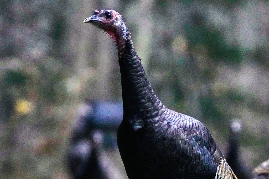 Wild turkeys gather in a yard, Friday, Nov. 21, 2025, in East Derry, N.H. (AP Photo/Charles Krupa)