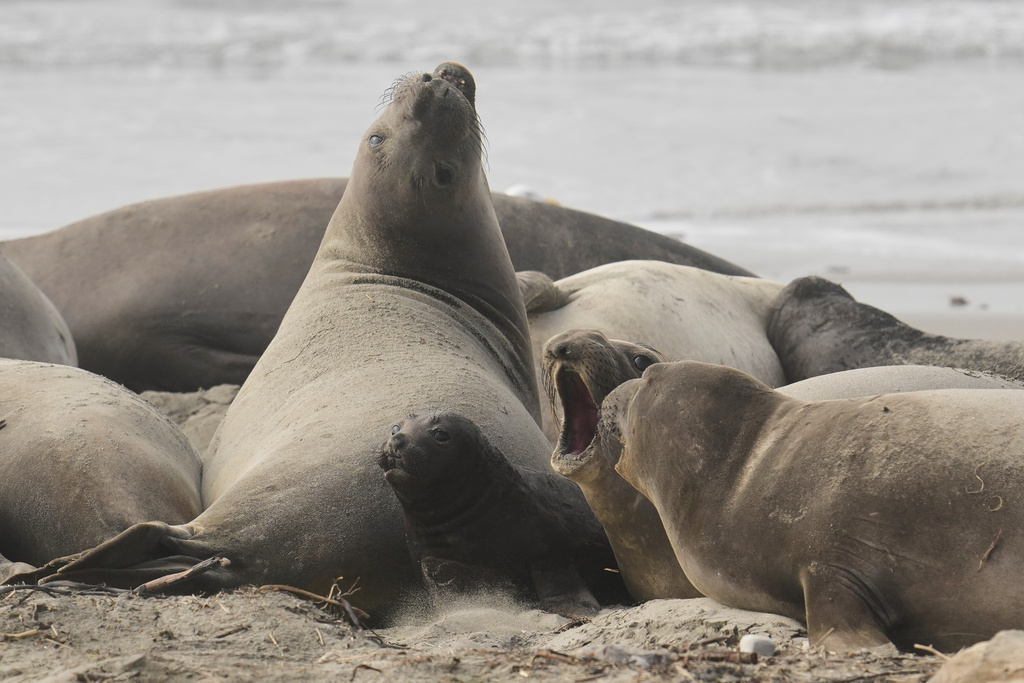 An elephant seal pup, center, makes its way through female elephant seals on a beach at Año Nuevo State Park, Friday, Jan. 16, 2026, in Pescadero, Calif. (AP Photo/Godofredo A. Vásquez)