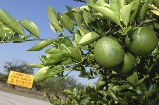 FILE - In this Oct. 12, 2007 file photo, a for sale sign sits among an acreage of orange trees in Bartow, Fla. More people moved to a county rich with citrus groves located between two of Florida&rsquo;s most populous metros than in any other county in the U.S. last year. That's according to estimates released Thursday, March 14, 2024 by the U.S. Census Bureau. (AP Photo/Phelan M. Ebenhack, File)