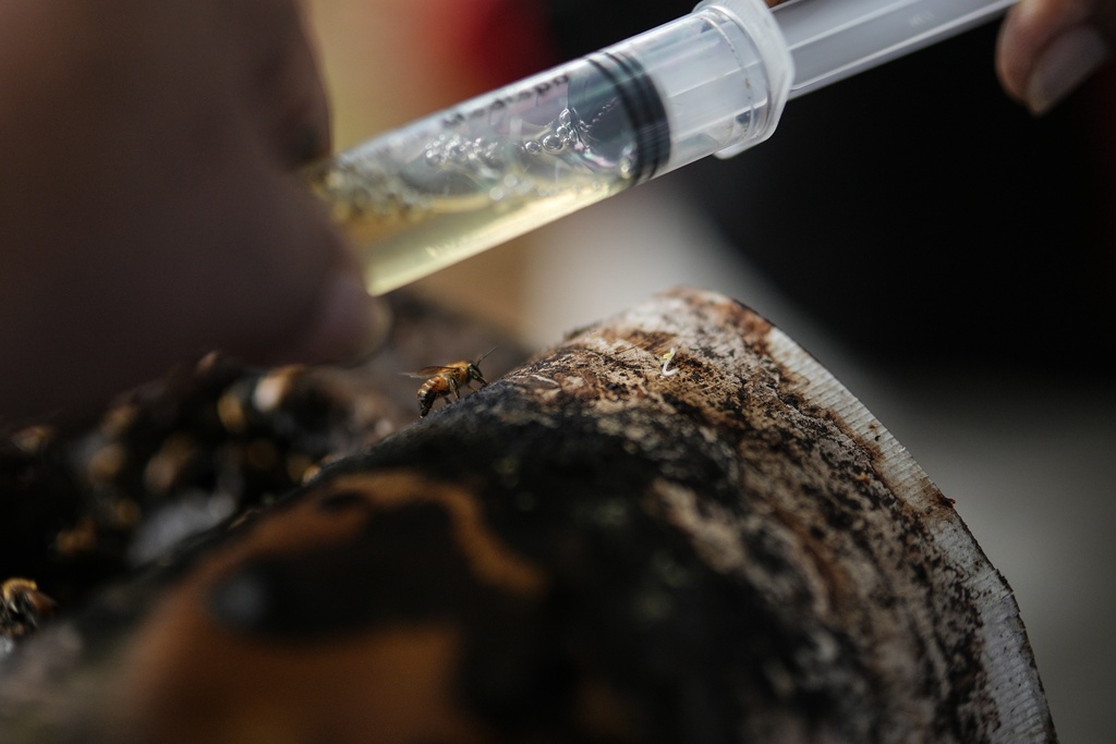A person extracts honey from bees on the outskirts of Puerto Asis, Colombia, Wednesday, Nov. 26, 2025. (AP Photo/Ivan Valencia)