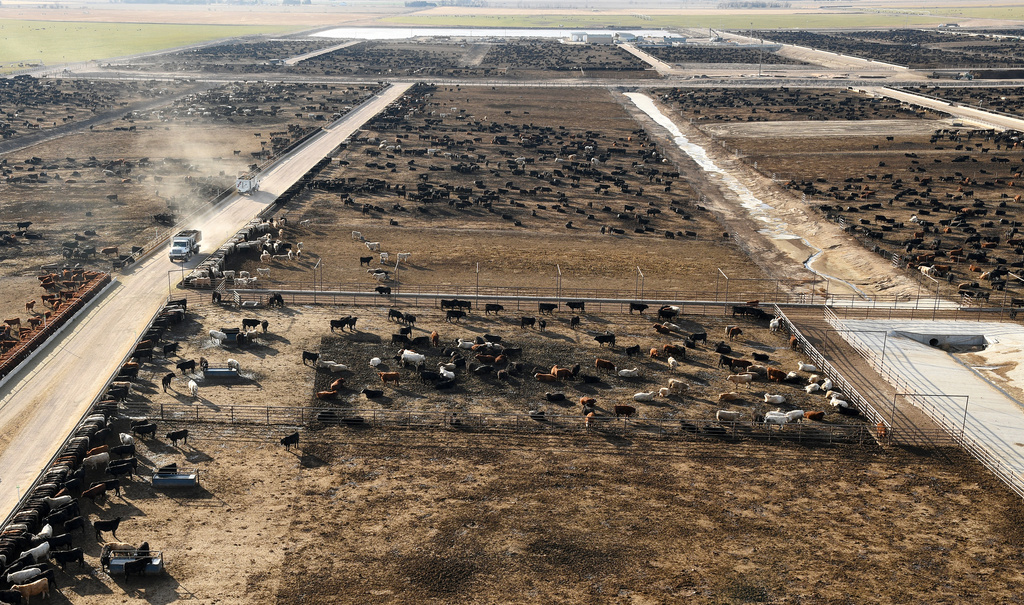 Trucks carrying grain drive past cattle in pens at the Darr Feedlot in Cozad, Neb., Friday, Dec. 5, 2025. (AP Photo/Thomas Peipert)