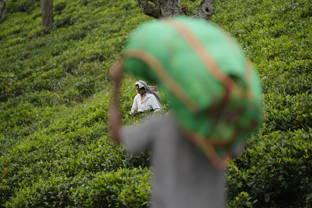 Sri Lanka's plantation workers live on the margins. But politicians ...