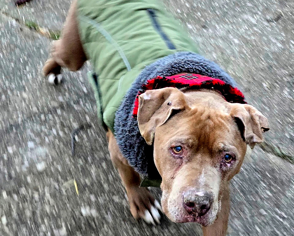 FILE - This image provided by Amanda Hergenreder shows a dog she named Biggby walking in Millington, Mich., Dec. 18, 2024. (Amanda Hergenreder via AP,File)