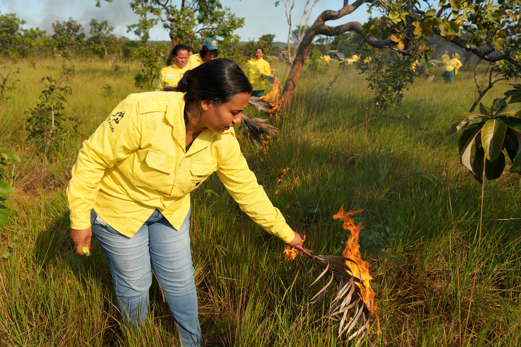 Ana Shelley Xerente, 35, the first woman to lead an Indigenous brigade ignites fires with dry palm leaves during a controlled burn as part of a fire prevention operation along Brazil's environmental protection agency, IBAMA, at the Xerente territory, near Tocantinia, Tocantins state, Brazil, Tuesday, May 19, 2026. (AP Photo/Andre Penner)