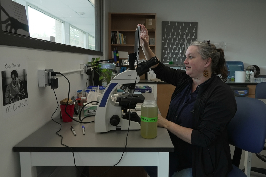 Drake University professor Claire Hruby looks at cyanobacteria, or blue-green algae, under a microscope Wednesday, May 6, 2026, in Des Moines, Iowa. (AP Photo/Brittany Peterson)