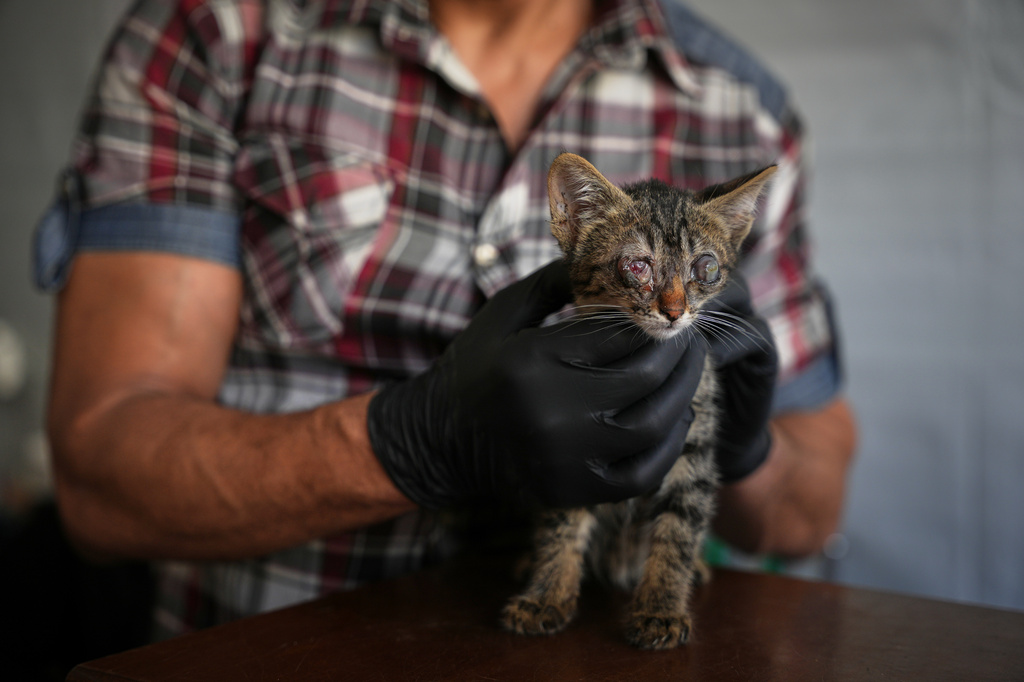 Veterinarian Dr. Bashar Shehada, 42, examines a cat suffering from an eye infection at a veterinary clinic in Gaza City, Saturday, June 6, 2026. (AP Photo/Abdel Kareem Hana)