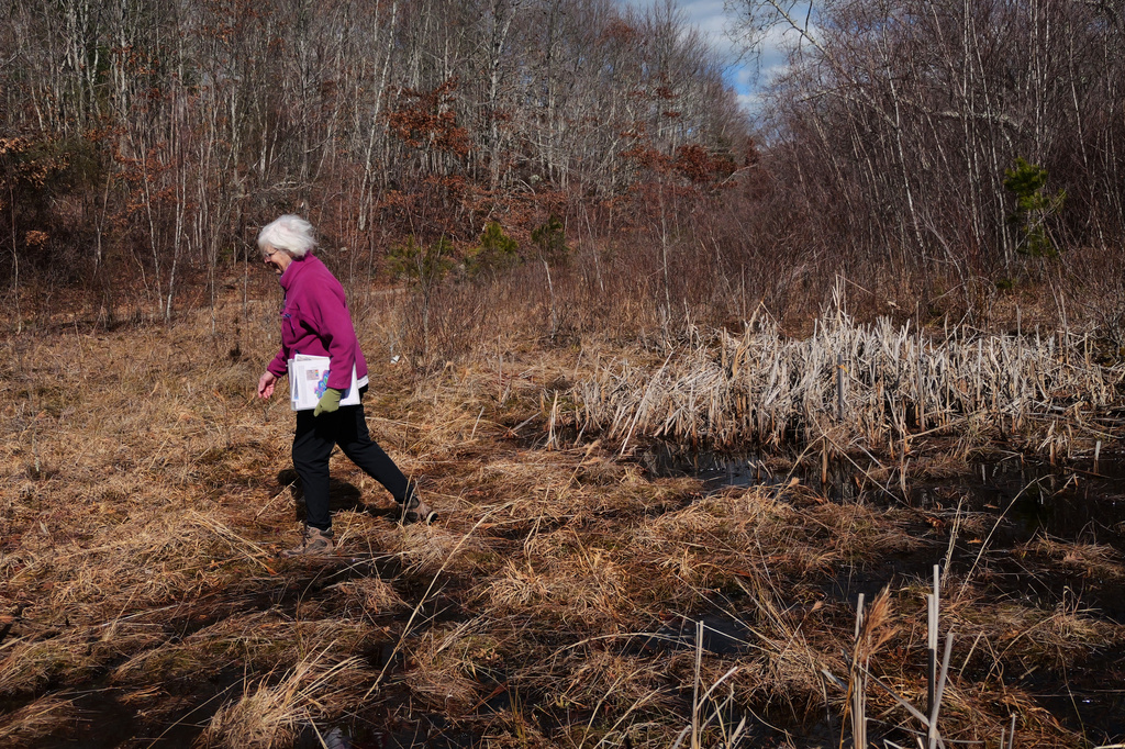 Glorianna Davenport, founder of the Living Observatory, walks through soggy ground of the restored wetland at Tidmarsh Wildlife Sanctuary in Plymouth, Mass., Saturday, March 14, 2026. (Julia Vaz/MIT Graduate Program in Science Writing via AP)