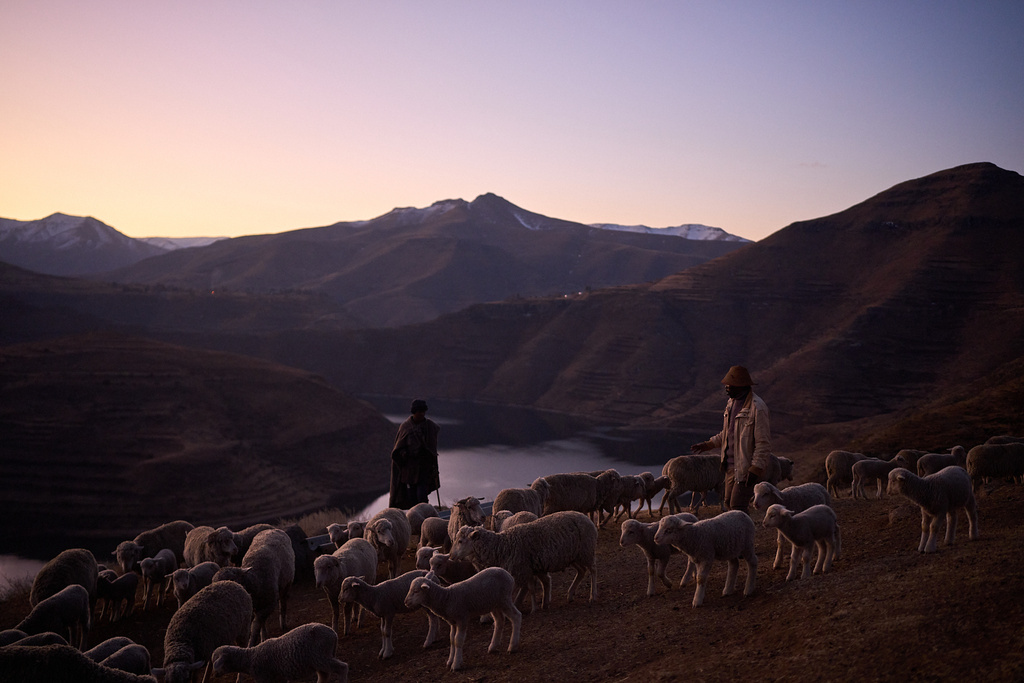 FILE - Shepherds return home at the end of the day with their flock in the mountains of Ha Lejone, Lesotho, July 14, 2025. (AP Photo/Bram Janssen, File)
