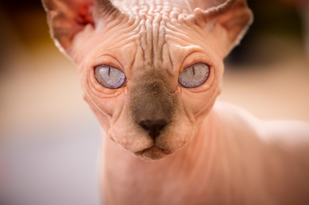 A Sphynx cat waits during a judging session of an international feline beauty competition, dubbed the Feline Oscars, featuring more than 200 cats, in Bucharest, Romania, Saturday, Sept. 26, 2026. (AP Photo/Vadim Ghirda)