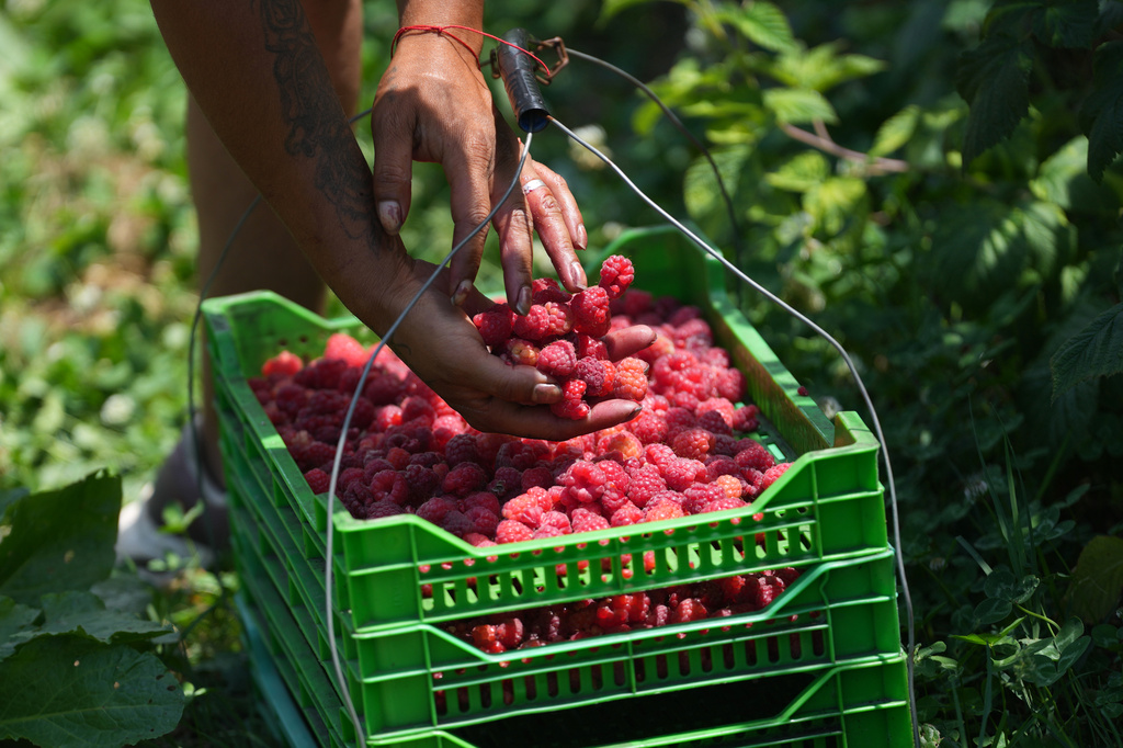 A raspberry picker placing picked fruit into a basket on a hillside near the town of Arilje, Serbia, Friday, June 19, 2026. (AP Photo/Darko Vojinovic)