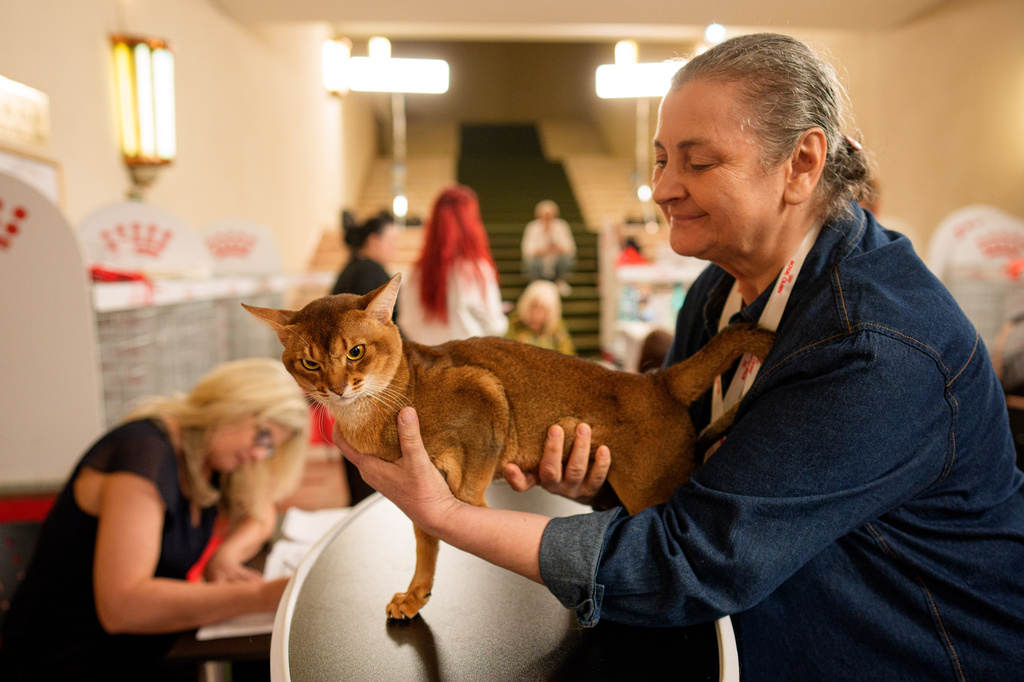 A woman holds an Abyssinian cat during a judging session of an international feline beauty competition, dubbed the Feline Oscars, featuring more than 200 cats, in Bucharest, Romania, Saturday, Sept. 26, 2026. (AP Photo/Andreea Alexandru)