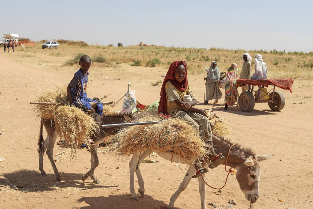 Sudanese who fled el-Fasher city, after Sudan's paramilitary forces killed hundreds of people in the western Darfur region, carry firewood at their camp in Tawila, Sudan, Wednesday, Oct. 29, 2025. (AP Photo/Muhnnad Adam)