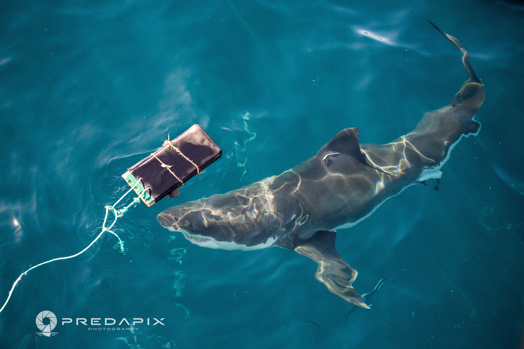 This Nov. 2019 photo provided by Predapix/Sam Cahir shows a White shark investigating testing board with bite-resistant neoprene at Neptune Island Group Marine Park in Australia. (Sam Cahir/Predapix via AP)