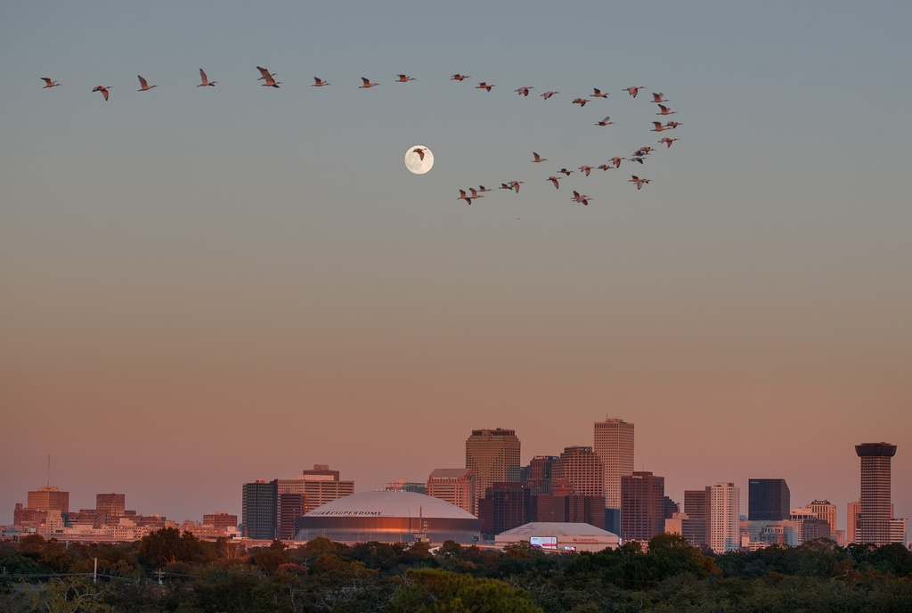 FILE - A flock of roseate spoonbills soars across the almost full moon above the New Orleans skyline at sunset, with the Caesars Superdome and Smoothie King Center visible below, Tuesday, Nov. 4, 2025. (David Grunfeld/The Times-Picayune/The New Orleans Advocate via AP, File)