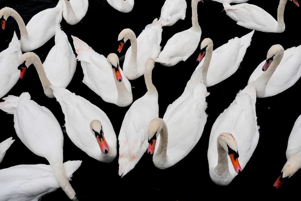 Mute swans float on the River Thames, Oct. 10, 2025, in Windsor, England. (AP Photo/Julia Demaree Nikhinson, File)