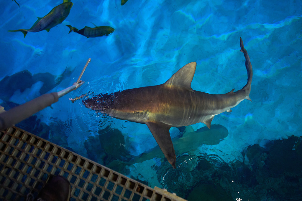 An aquarist feeds a shark in the Shark Reef Aquarium at the Mandalay Bay hotel-casino in Las Vegas, Wednesday, March 11, 2026. (AP Photo/John Locher)