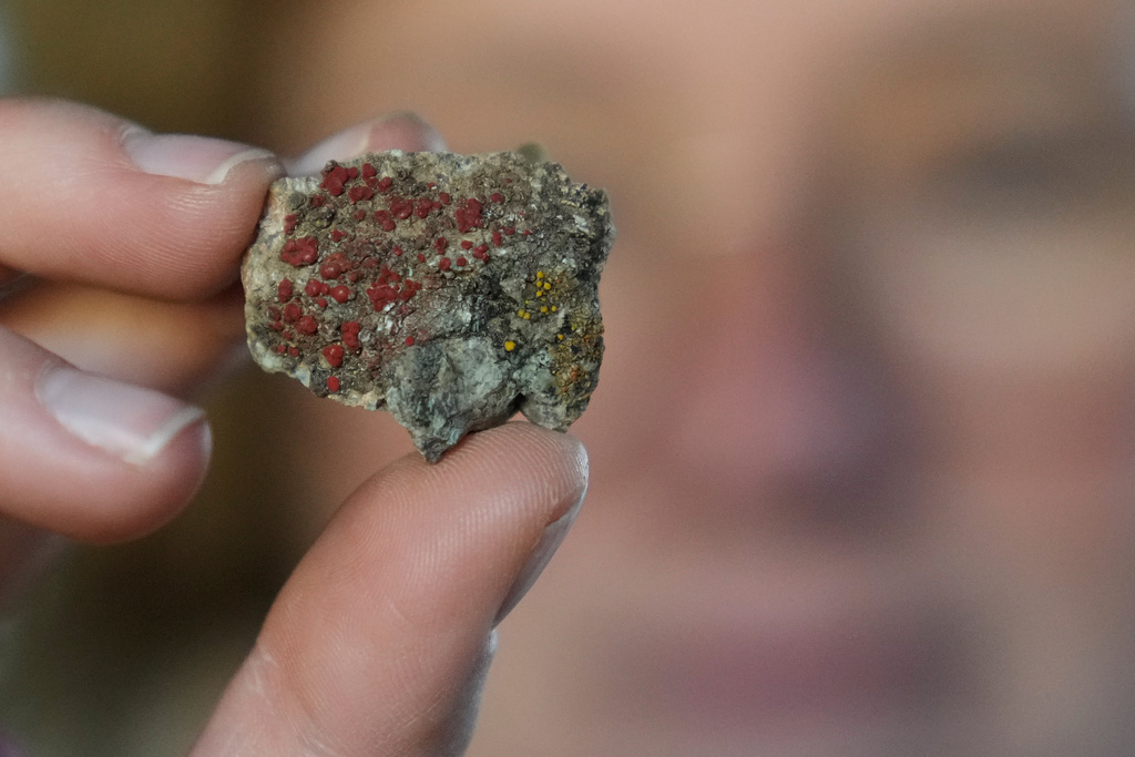 Jessica Allen, of the California Lichen Society, holds up a firedot lichen found during a CALS field trip at the University of California, Davis' McLaughlin Reserve in Lower Lake, Calif., Saturday, Jan. 24, 2026. (AP Photo/Jeff Chiu)