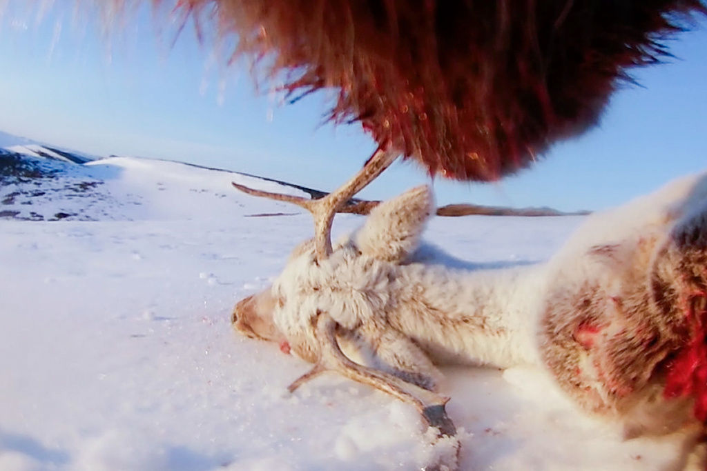 This undated image provided by Washington State University in January 2026, made from a video taken from a grizzly bear's collar camera, shows the bear approaching a caribou carcass on the snow-covered tundra of Alaska's North Slope. (Washington State University via AP)