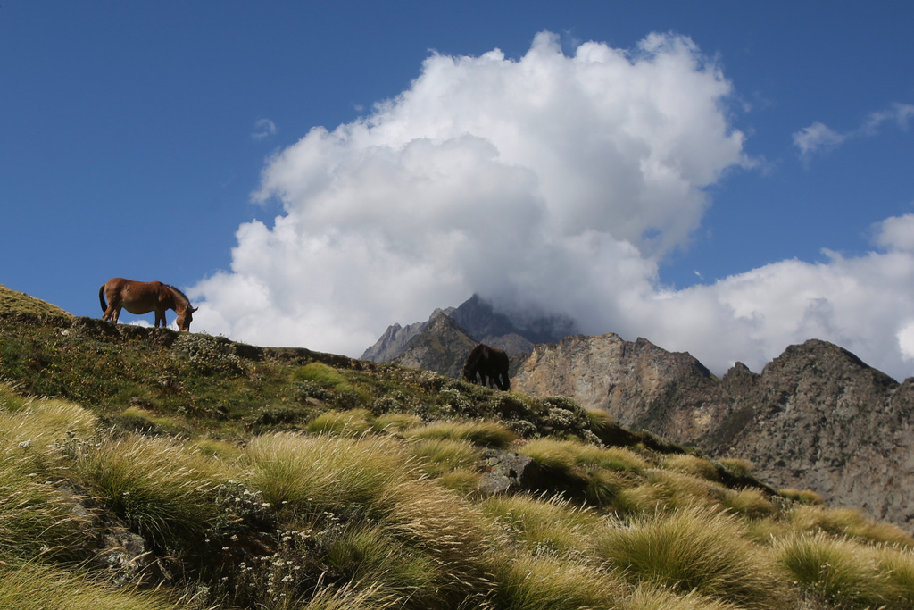 Mules graze in Martoli village, in the northern Indian Himalayan state of Uttarakhand, on Oct. 4, 2025. (AP Photo/Satish Sharma)