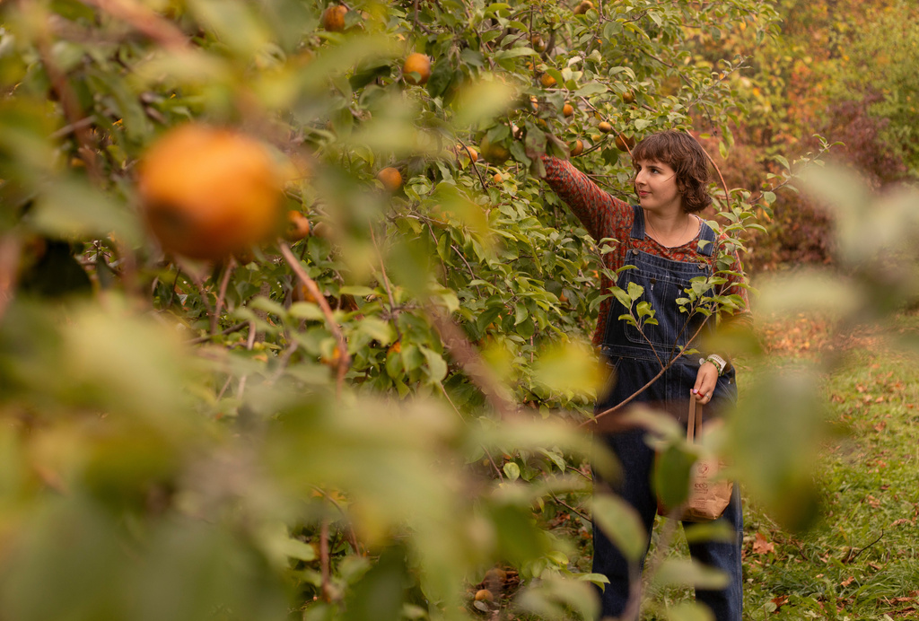 Jessie Bodette, of East Middlebury, Vt., picks apples at Sunrise Orchards in Cornwall, Vt., Tuesday, Oct. 14, 2025. (AP Photo/Amanda Swinhart)
