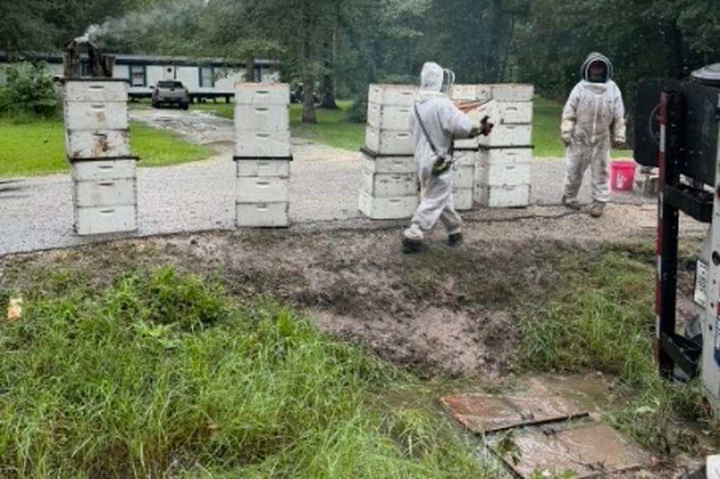 Workers move hives after a semitrailer carrying about 400 beehives toppled over, allowing millions of bees to escape into a rural neighborhood in Orange, Texas, on June 21, 2026. (Christie Ray/Queen Bee Supply via AP)