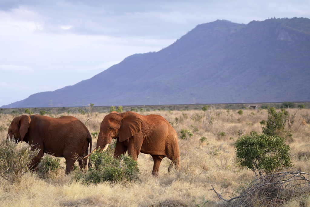 Elephants roam in Tsavo-East National Park, near Voi town in Taita-Taveta County, Kenya, on Aug. 6, 2025. (AP Photo/Brian Inganga)