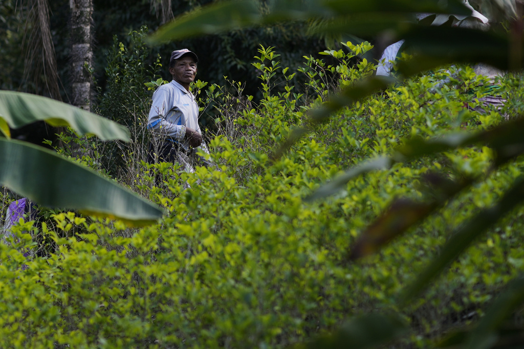Farmer Tomas Zavala stands in his coca field in the Yungas region, near Tocana, Bolivia, Sunday, Aug. 3, 2025. (AP Photo/Juan Karita)