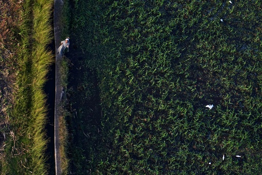 A farmer watches tourists aboard a hot air balloon during landing on the west bank of the Nile River in Luxor, Egypt, Oct. 4, 2025. (AP Photo/Amr Nabil) A farmer watches tourists aboard a hot air balloon during landing on the west bank of the Nile River in Luxor, Egypt, Oct. 4, 2025. (AP Photo/Amr Nabil)