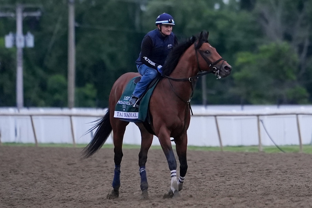 Taj Mahal works out ahead of the 102nd running of the Black-Eyed Susan horse race, Friday, May 15, 2026, at Laurel Park in Laurel, Md. (AP Photo/Julia Demaree Nikhinson)