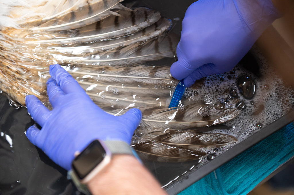 In this image provided by Best Friends Animal Sanctuary, the wing of an owl is being cleaned at the sanctuary in Nov. 6, 2025, that was taken to the sanctuary in Kanab, Utah, after it fell into a concrete mixer. (Best Friends Animal Sanctuary via AP)