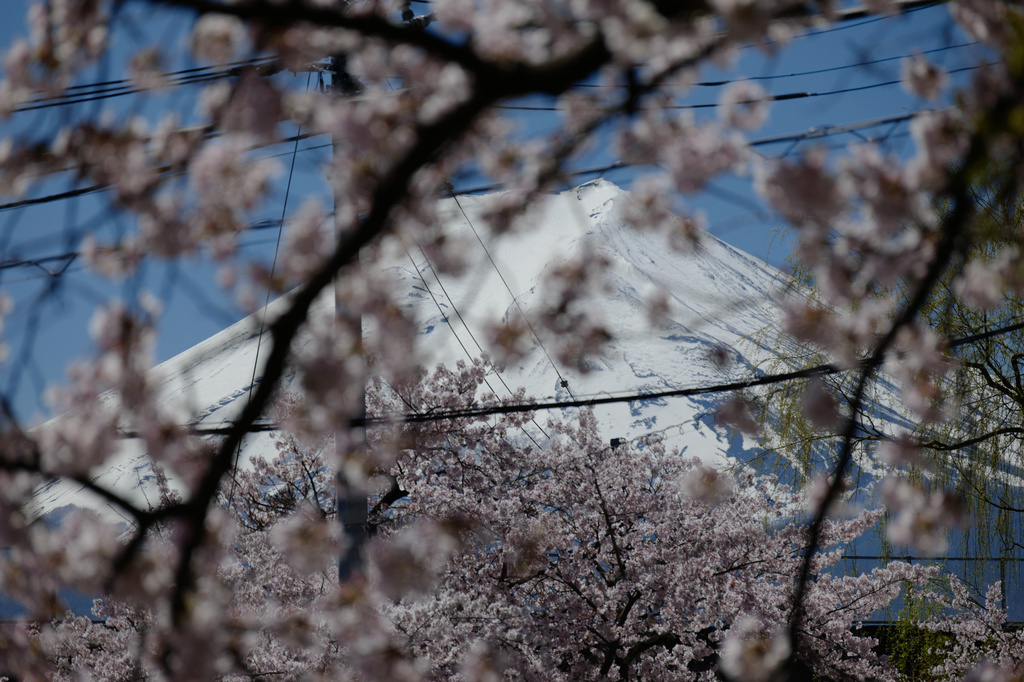 Mount Fuji is seen though cherry blossoms at Arakurayama Sengen Park on Wednesday, April 8, 2026, in Fujiyoshida, west of Tokyo. (AP Photo/Eugene Hoshiko)