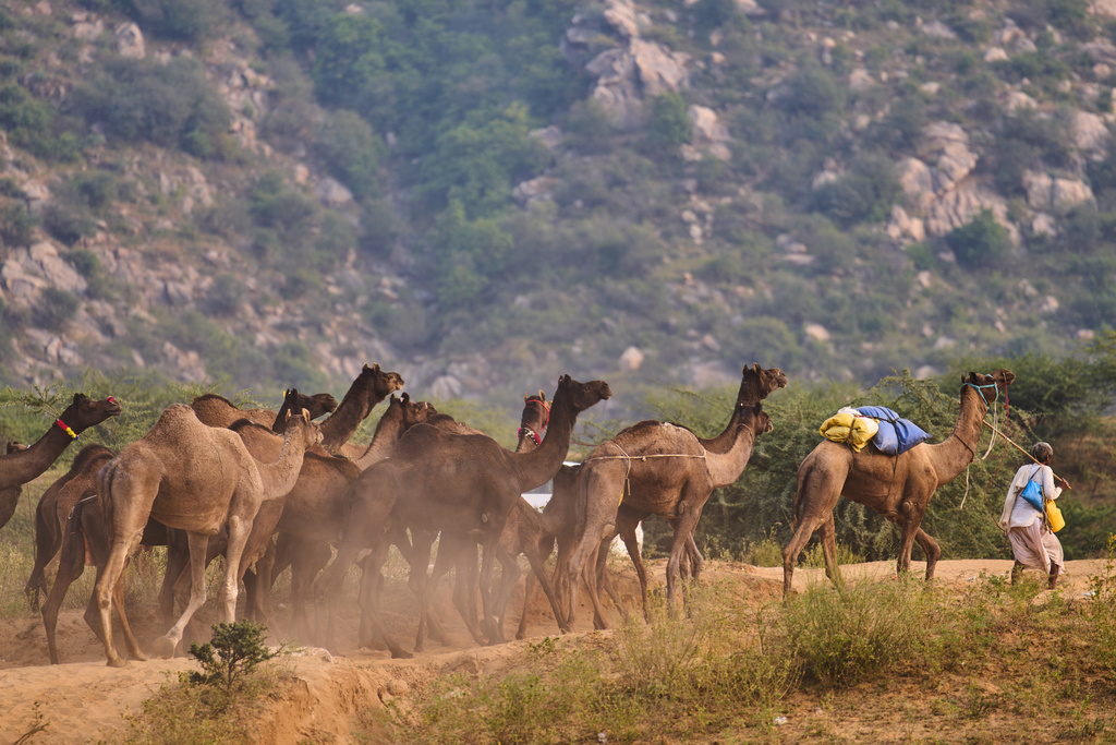 A camel herder walks with his camels at the annual cattle fair in Pushkar, in the western Indian state of Rajasthan, Sunday, Oct. 26, 2025. (AP Photo/Rajesh Kumar Singh)