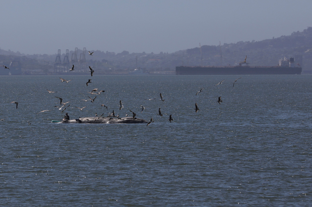 FILE - Birds fly around a dead whale near Crown Beach in Alameda, Calif., April 21, 2024. (Brontë Wittpenn/San Francisco Chronicle via AP, File)