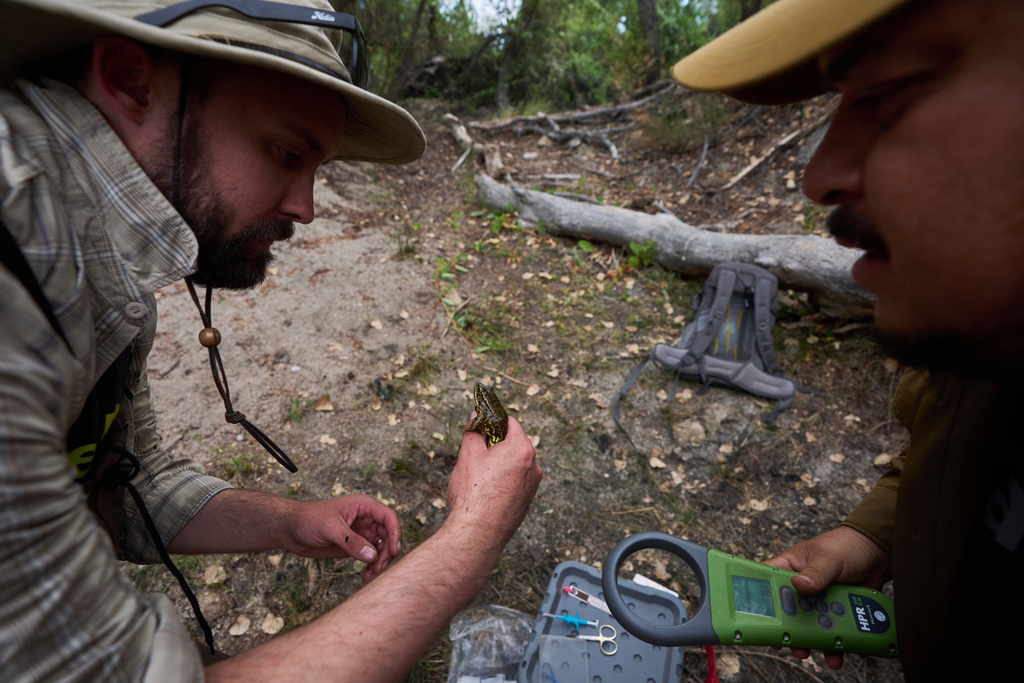 Herpetologist Bennet Hardy, left, holds a red-legged froglet as biologist Jorge Valdez holds a device to read a microchip in the froglet as part of a cross-border effort to bring back the native species in both Baja California, Mexico, and Southern California, Monday, Aug. 11, 2025, on a ranch outside of El Coyote, Mexico. (AP Photo/Gregory Bull)