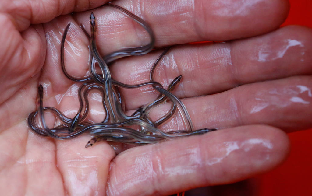 FILE - In this May 25, 2017 file photo, baby eels, also known as elvers, are held in Brewer, Maine. (AP Photo/Robert F. Bukaty, File)