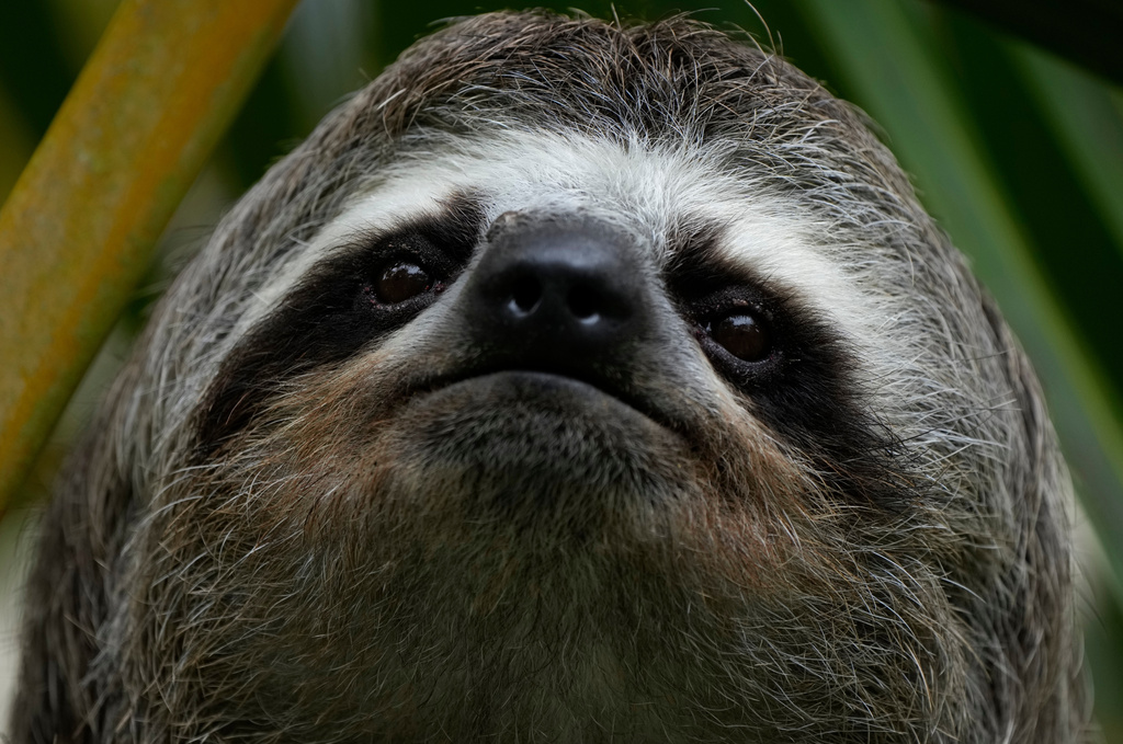 FILE - A sloth is photographed on the outskirt of Caracas, Venezuela, Saturday, March 12, 2022. (AP Photo/Ariana Cubillos, File)