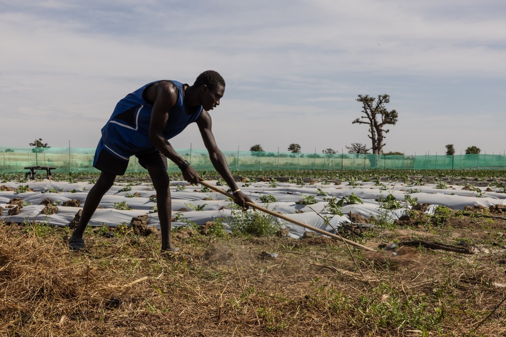 A farmer, one of the 40 workers employed by Nogaye Sene on her farm, rakes hay on the outskirts of Joal Fadiout, Senegal, Thursday, Dec. 11, 2025. (AP Photo/Caitlin Kelly)