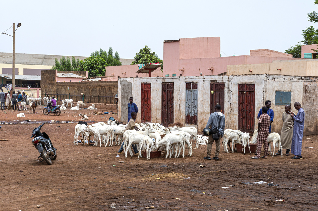 Herders and buyers stand beside sheep for sale ahead of the Muslim feast of Eid al-Adha in Bamako, Mali, Tuesday, May 26, 2026. (AP Photo/Boubacary Bocoum)
