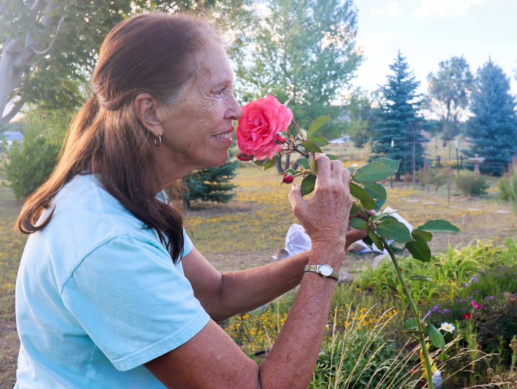 Cindy Wilson, 69, stops to smell her favorite rose from her backyard garden, known as the Garden House on Butterfly Lane, on Monday, Sept. 14, 2026. This single rose stands over 5 feet tall, and she admires it most mornings from the kitchen of her home in Doney Park, Ariz., near Flagstaff. (AP Photo/Cheyanne Mumphrey)