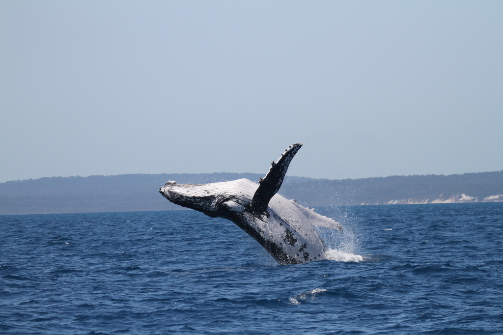 This photo provided by the Pacific Whale Foundation in May 2026, shows a humpback whale breaching off the coast of Australia. (Pacific Whale Foundation via AP)