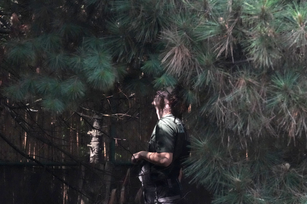 A worker inside the cage at Palic Zoo looks among trees for Feliks, an Eastern imperial eagle which flew from Serbia across North Macedonia, Greece, Turkey and Syria, where he fell victim to traffickers after returning in Serbia, Wednesday, June 24, 2026. (AP Photo/Darko Vojinovic)