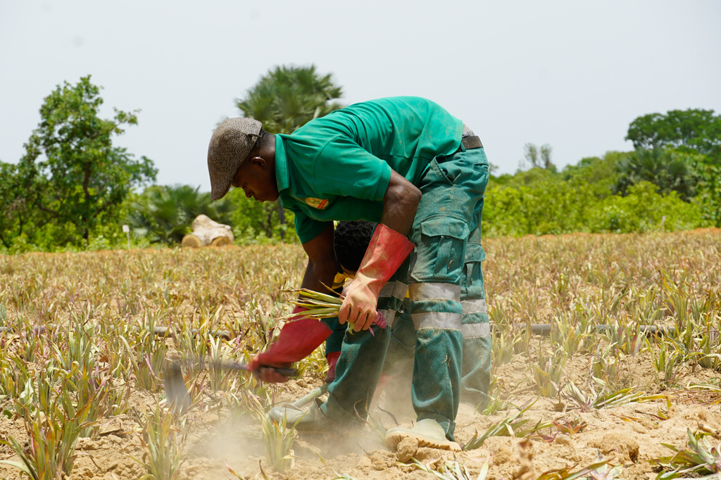 A worker plants pineapple seedlings at Djoda Farm in Matourkou, near Bobo-Dioulasso, Burkina Faso, Thursday, May 7, 2026. (AP Photo/Elia Borras)