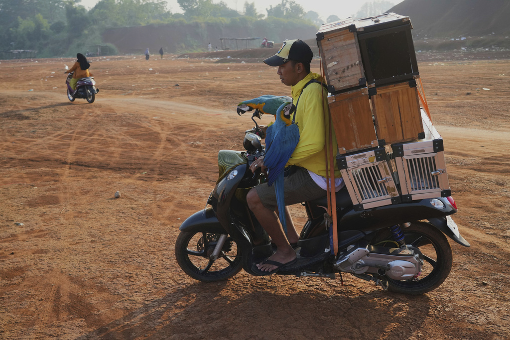 Albi Albar Ramli, a bird trainer, carries macaws on a scooter for a training session in a field in Depok, on the outskirts of Jakarta, Indonesia, Saturday, Aug. 16, 2025. (AP Photo/Tatan Syuflana)