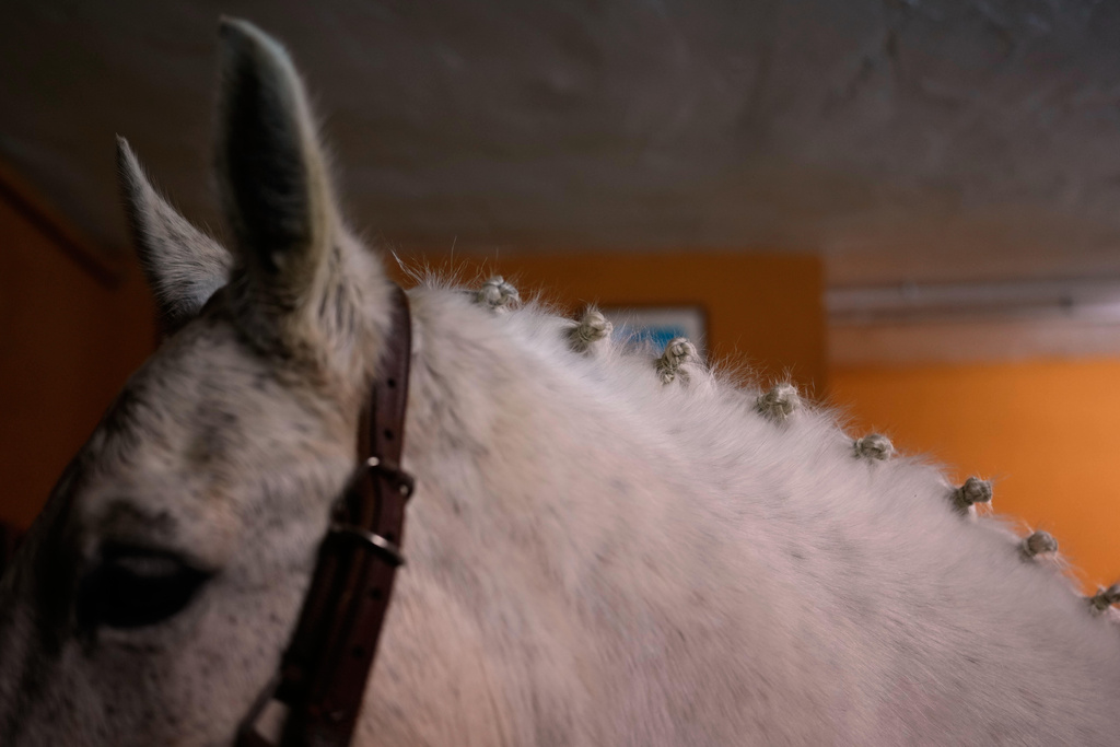 A horse is prepared to take part in a ritual in honor of Saint Anthony the Abbot, the patron saint of domestic animals, in San Bartolome de Pinares, Spain, Friday, Jan. 16, 2026. (AP Photo/Manu Fernandez)