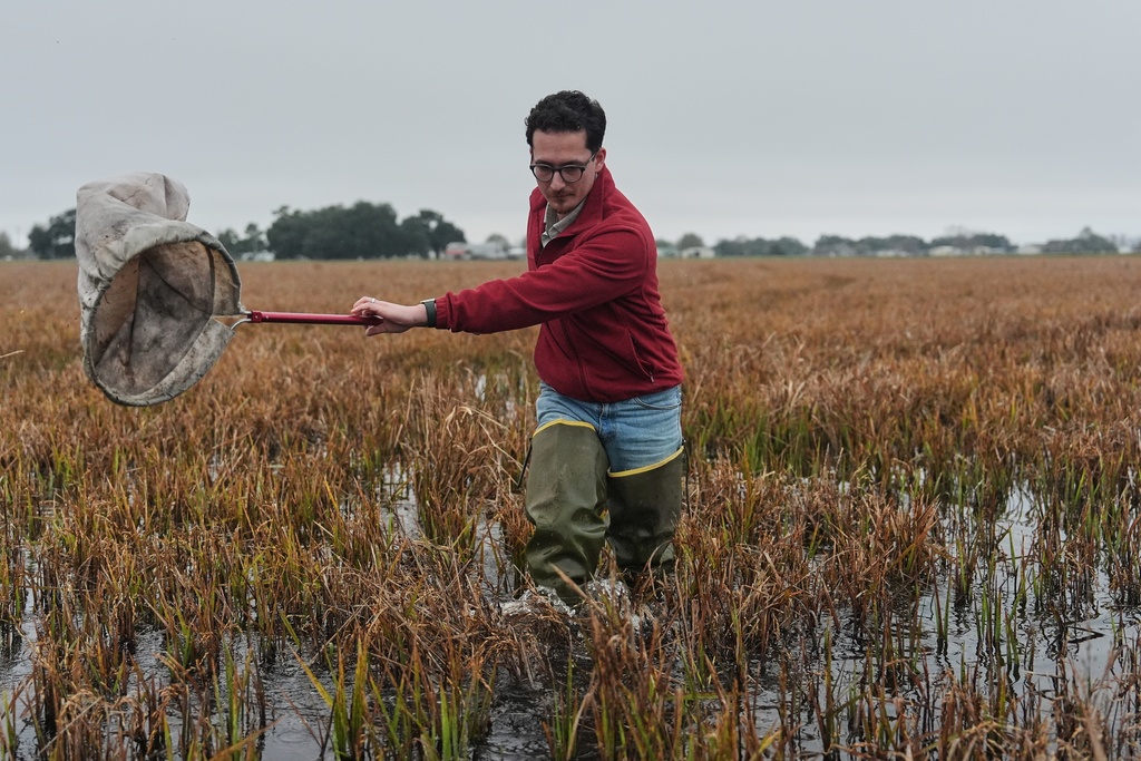Tyler Musgrove, a rice extension specialist with Louisiana State University, uses a net to catch insects in a rice field Thursday, Jan. 22, 2026, at a farm in Kaplan, La. (AP Photo/Joshua A. Bickel)