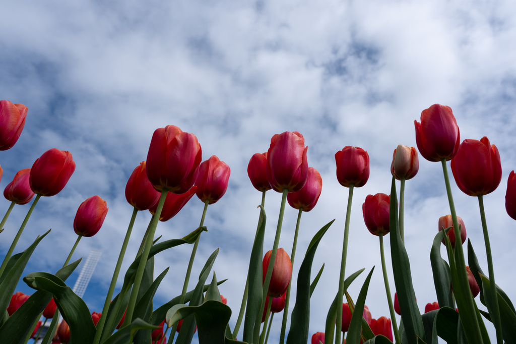 FILE - Tulips stand at the Wooden Shoe Tulip Farm in Woodburn, Ore., April 11, 2026. (AP Photo/Jenny Kane, File)