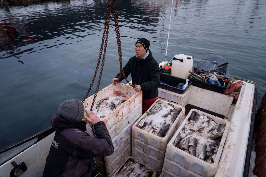 Fishermen unload boxes with fish from a boat at the harbor of Nuuk, Greenland, on Thursday, Jan. 22, 2026. (AP Photo/Evgeniy Maloletka)