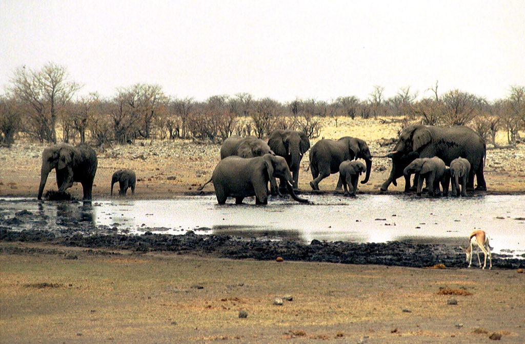 FILE - Elephants drink at a waterhole in Etosha National Park in Namibia on Sept. 23, 2004. (AP Photo/Werner Pillich, File)
