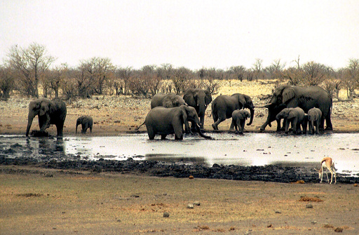 FILE - Elephants drink at a waterhole in Etosha National Park in Namibia on Sept. 23, 2004. (AP Photo/Werner Pillich, File) FILE - Elephants drink at a waterhole in Etosha National Park in Namibia on Sept. 23, 2004. (AP Photo/Werner Pillich, File)